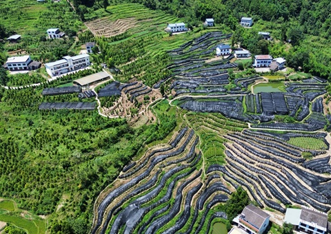 沉庆首个林业生态产品价值核算成就利用落地