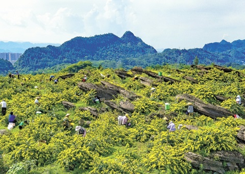沉庆秀山：一朵山银花，开放19亿元综合产值